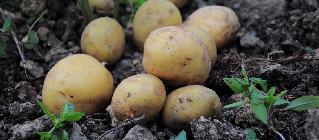 Wonderful World of Potatoes