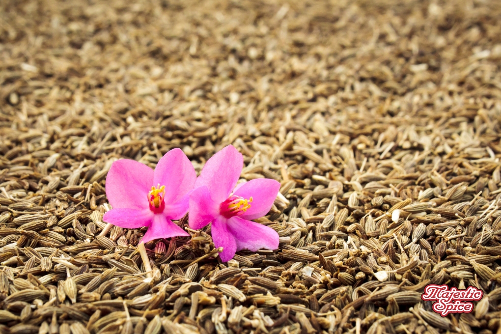 In this picture we can see Lavander seeds as a background and almost at the corner two pink flowers in contrast with the brown seeds. Majestic Spice logo at the bottom right corner.